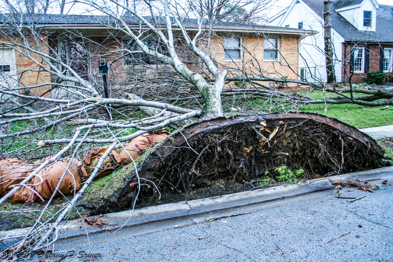 Picture of uprooted tree